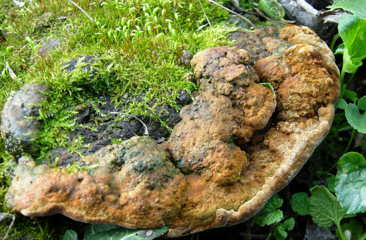 Altri funghi dal mio giardino